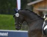 dressage horse Franziskus Austria MW (Austrian Warmblood, 2019, from Fürst Wilhelm)