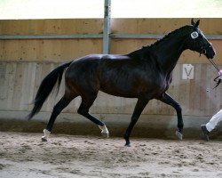 broodmare Duchesse (Hanoverian, 2013, from Don Index)