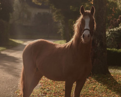 Springpferd Neverlands Peter Pan von der Mühle (Deutsches Reitpony, 2021, von Night-Cup)