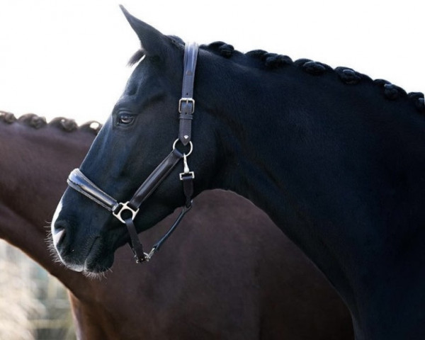 broodmare Lanea (KWPN (Royal Dutch Sporthorse), 2016, from Glamourdale)