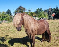 stallion El Diabolo (Dt.Part-bred Shetland pony, 2009, from El Dorado)