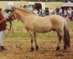 stallion Hugo 179 SWE (Fjord Horse, 1989, from Heiden N.1826)