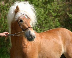 stallion Niederalm (Austrian Warmblood, 2004, from Nuragus)