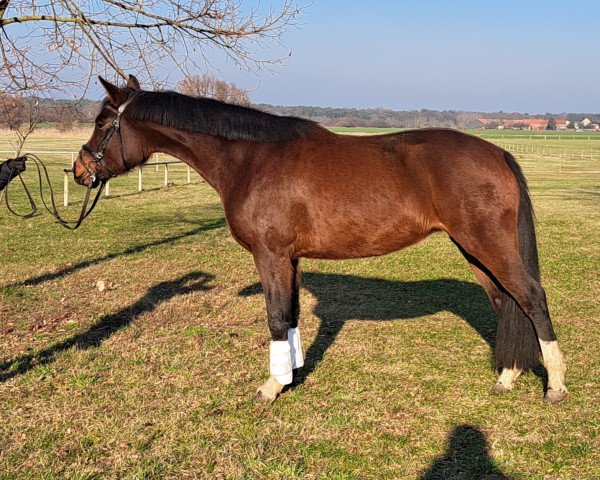 broodmare Fleur (German Sport Horse, 2018, from Fidertanz)