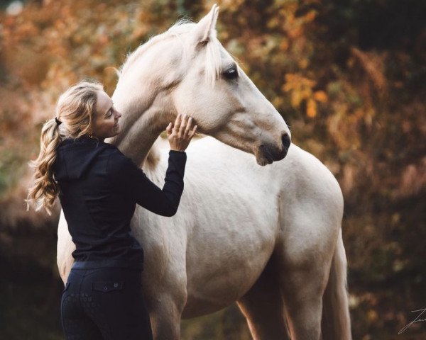 Pferd Küstengold MS (KWPN (Niederländisches Warmblut), 2020, von Krem)