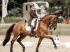 dressage horse Samba MS (unknown, 2009)