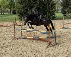 jumper Cross ZF (Czech Warmblood, 2012, from Crawfordastral)