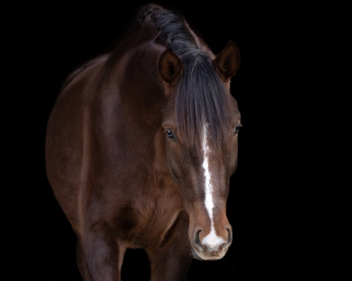 dressage horse Free Will (German Sport Horse, 2018, from Marburg's Floricello OLD)