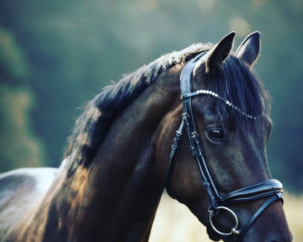 dressage horse Highspeed 5 (Trakehner, 2019, from Speedway 7)