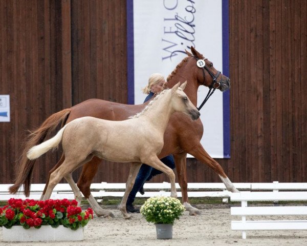 dressage horse Weidners Diamond Dust (German Riding Pony, 2021, from Dating At NRW)