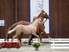 Dressurpferd Weidners Diamond Dust (Deutsches Reitpony, 2021, von Dating AT NRW)