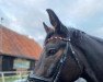 jumper Dragonero RB (German Sport Horse, 2016, from Descolari)