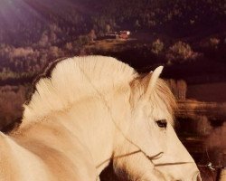 broodmare Solbjør Korekta (Fjord Horse, 2002, from Fjølestaen N.2681)