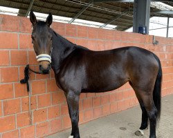 dressage horse Frieda 357 (Hanoverian, 2017, from Tannenhof's Fahrenheit)