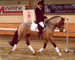 horse Sulaatik's Cappuccino (New Forest Pony, 1999, from Corso)