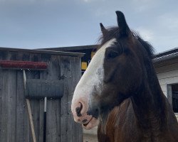 horse Sam (Tinker / Irish Cob / Gypsy Vanner, 2015)