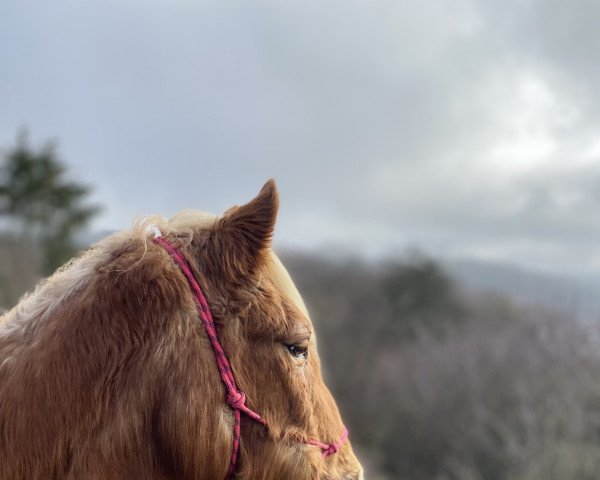 Pferd Letti (Arabo-Haflinger, 1992)