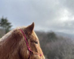 horse Letti (Arabo-Haflinger, 1992)