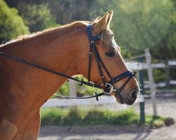 Dressurpferd Quellenhofs Czerny (Deutsches Reitpony, 2009, von Cheval D'Ore)