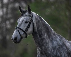 Springpferd Hohensteins Sir Heini (Hannoveraner, 2015, von Hohenstaufen I)