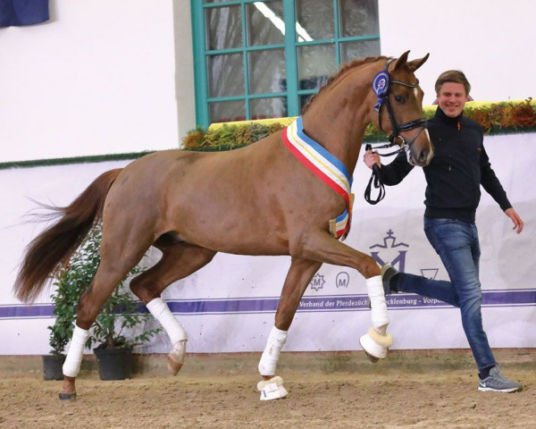 dressage horse Viva Romance PS (Oldenburg, 2020, from Vivino)