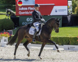 dressage horse Querida Mia FRH (Rhinelander, 2013, from Quotenkönig 2)