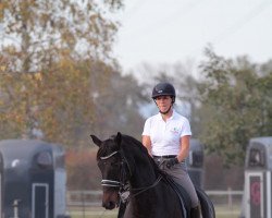 dressage horse Rothstein (Hannoveraner, 2011, from Glock's Romanov)