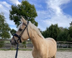 jumper Esperia Aurora (German Riding Pony, 2016, from Nacromancer in the dark)