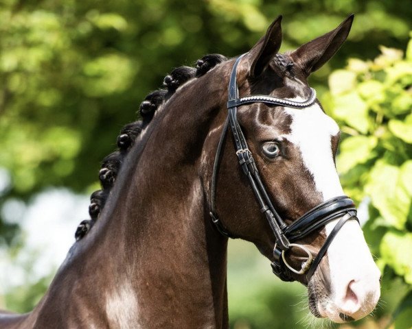 Dressurpferd Moon Child RVS (KWPN (Niederländisches Warmblut), 2017, von Hitmaker)