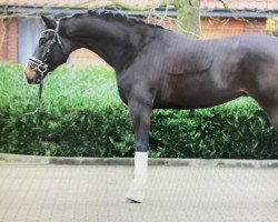 dressage horse Farino 123 (Westphalian, 2016, from Fürsten-Look)