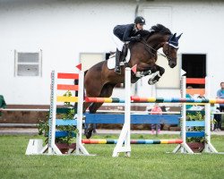 jumper Cadillac Jack S (German Sport Horse, 2014, from Cliff H)