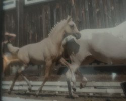 dressage horse Gentle Gold 3 (German Riding Pony, 2018, from Holsteins Gentleman)