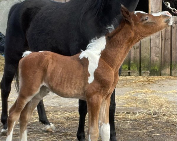 Springpferd Painted Imperator (Deutsches Reitpony, 2023, von Painted Desert)