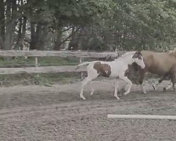 jumper Desert Rose (German Riding Pony,  , from Painted Desert)