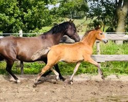 dressage horse Kiss Royale (German Riding Pony, 2022, from Crown Charm of Royal)