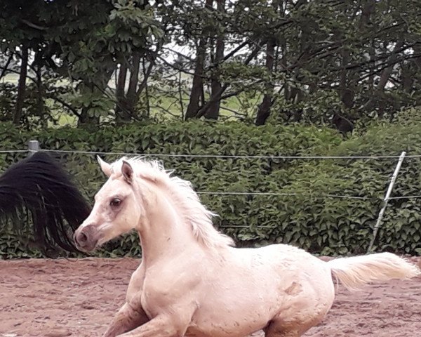 jumper Sayameh (Arab half breed / Partbred, 2019, from Expecto Patronum 3)