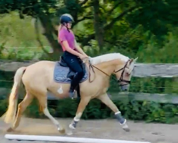 broodmare Meins!Nicht deins! (German Riding Pony, 2019, from Crown Cheesecake)