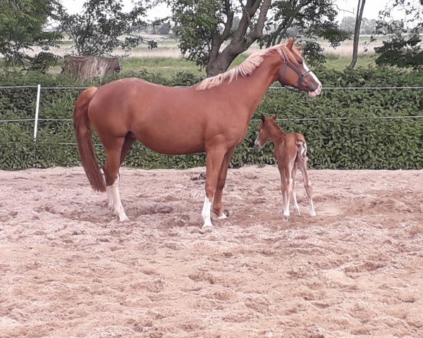 broodmare Diotima (German Riding Pony, 2008, from Mangold)