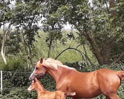 dressage horse Donna-Maya (Little German Riding Horse, 2019, from Le Vivaldi)