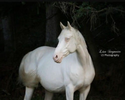 Zuchtstute Sendy (Slowakisches Warmblut, 2005, von Shan Shayne)