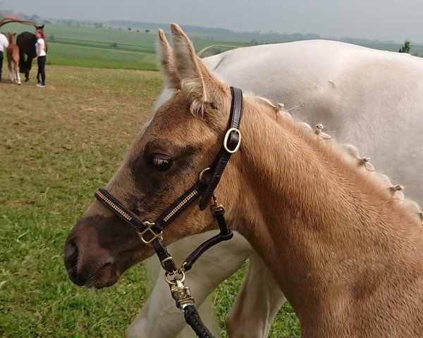 dressage horse Qlückskeks RW (German Sport Horse, 2018, from DSP Quasi Gold Md)
