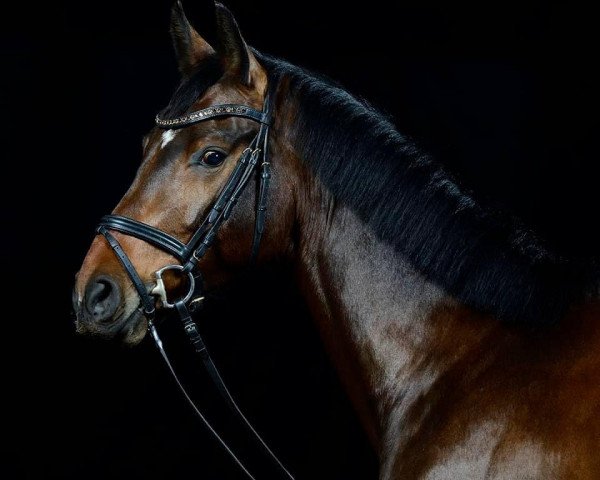 Pferd 'S Pferdle RW (Deutsches Sportpferd, 2015, von Semper)