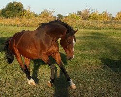 broodmare Legina (Saxony-Anhaltiner, 2003, from Littlefield)