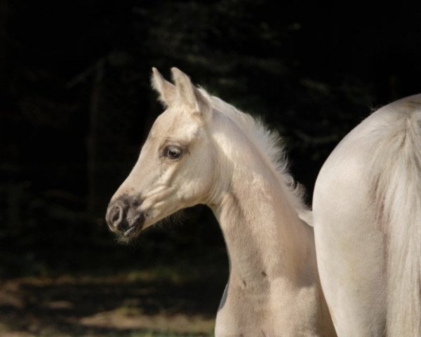 broodmare Boniente R (German Sport Horse, 2020, from Bon Courage 4)