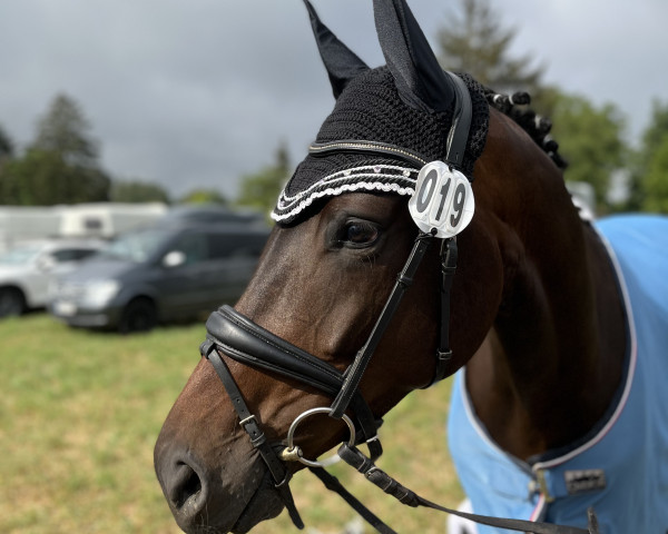 dressage horse Beau Soleil 4 (Oldenburg, 2016, from Bordeaux 28)