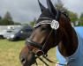 dressage horse Beau Soleil 4 (Oldenburg, 2016, from Bordeaux 28)