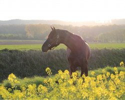 Dressurpferd Vitano 11 (Oldenburger, 2017, von Vainqueur)