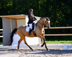 dressage horse Quantasie R (German Sport Horse, 2014, from DSP Quasi Gold Md)