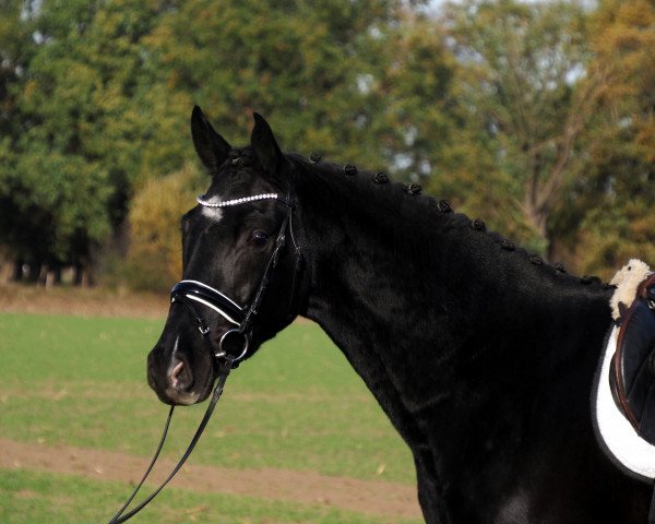 dressage horse Dacaprio MK (Westphalian, 2020, from Da Costa)
