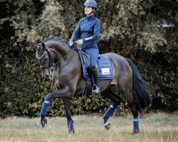 dressage horse Feuer Frei (Oldenburg, 2015, from Fürstenball)